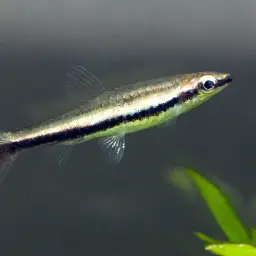 Two-striped Pencilfish, photo 3