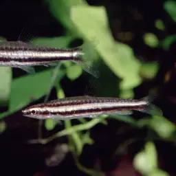 Two-striped Pencilfish, photo 4