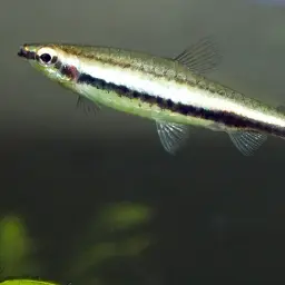 Two-striped Pencilfish, photo 5