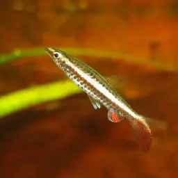 Brown Pencilfish