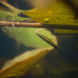 Brown Pencilfish, photo 2