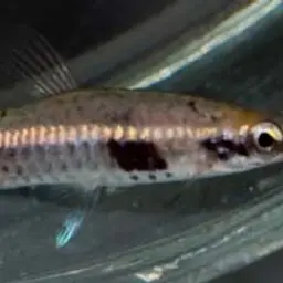 Brown Pencilfish, photo 3