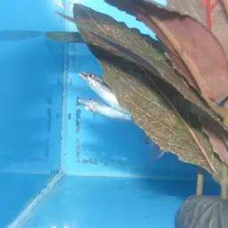 Brown Pencilfish, photo 4