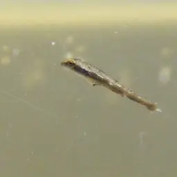 Brown Pencilfish, photo 5