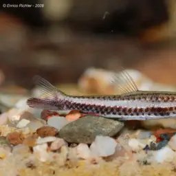 Brown Pencilfish, photo 6