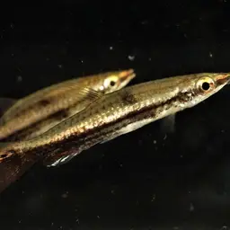 Brown Pencilfish, photo 7