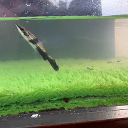 Brown Pencilfish, photo 8