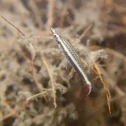 Brown Pencilfish, photo 9