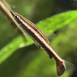 Brown Pencilfish, photo 10