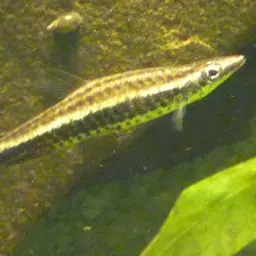 Brown Pencilfish, photo 11