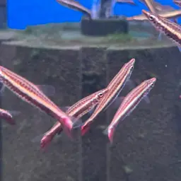 Brown Pencilfish, photo 12