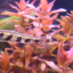 Barred Pencilfish