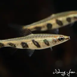 Barred Pencilfish, photo 2