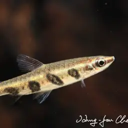 Barred Pencilfish, photo 3