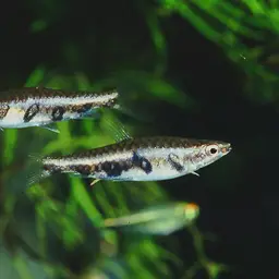 Barred Pencilfish, photo 4