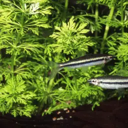 Pencilfish, photo 2