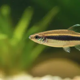Pencilfish, photo 1