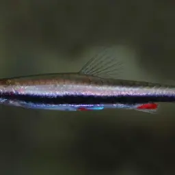 Harrison's Pencilfish, photo 2