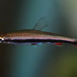 Harrison's Pencilfish, photo 3