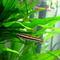 Dwarf Pencilfish, photo 1