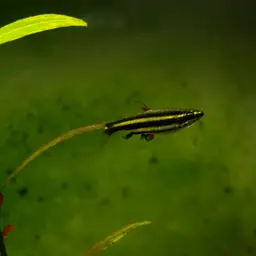 Dwarf Pencilfish, photo 2