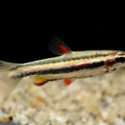 Dwarf Pencilfish, photo 3
