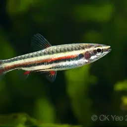 Dwarf Pencilfish, photo 4