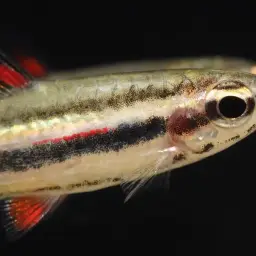 Dwarf Pencilfish, photo 5