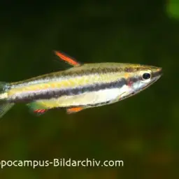 Dwarf Pencilfish, photo 6