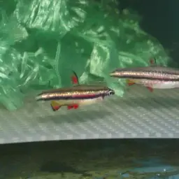 Dwarf Pencilfish, photo 7