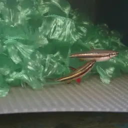 Dwarf Pencilfish, photo 8