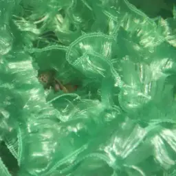 Dwarf Pencilfish, photo 10