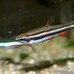 Dwarf Pencilfish, photo 11