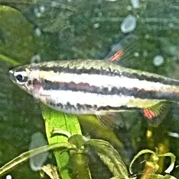 Dwarf Pencilfish, photo 12