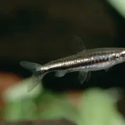 Greenstripe Pencilfish, photo 2