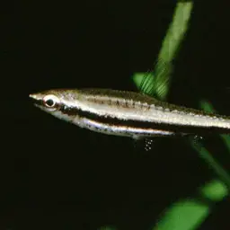 Greenstripe Pencilfish, photo 3