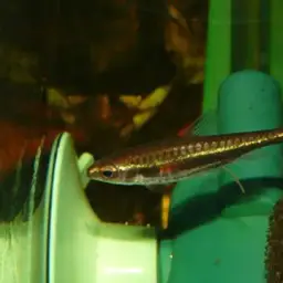 Pencilfish, photo 2