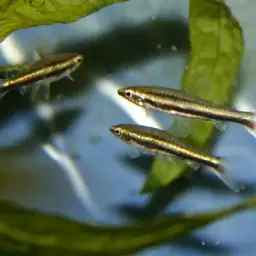 Pencilfish, photo 3