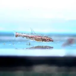 Pencilfish, photo 4