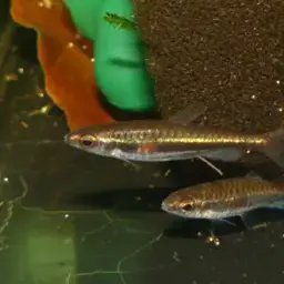 Pencilfish, photo 5