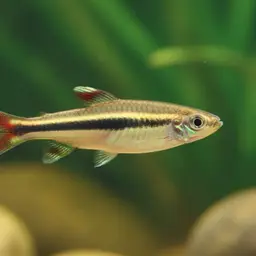 Pencilfish, photo 1