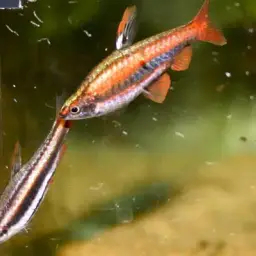 Red Pencilfish, photo 2