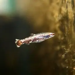 Red Pencilfish, photo 4