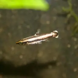Red Pencilfish, photo 5
