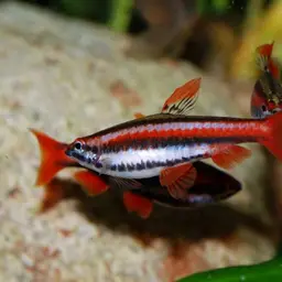 Red Pencilfish, photo 6