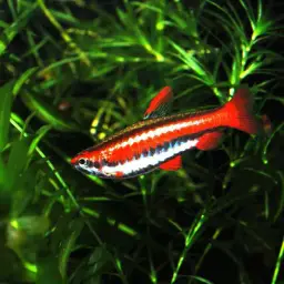 Red Pencilfish, photo 7