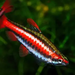Red Pencilfish, photo 8