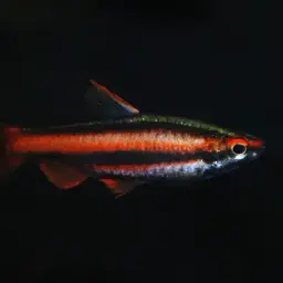 Red Pencilfish, photo 9