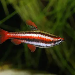 Red Pencilfish, photo 10