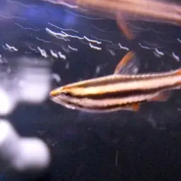 Red Pencilfish, photo 11